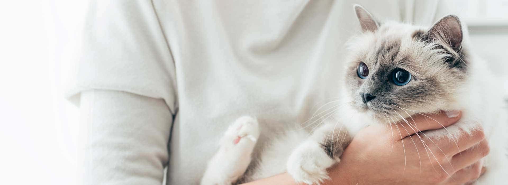 The Natural Paw Company Tofu Cat Litter