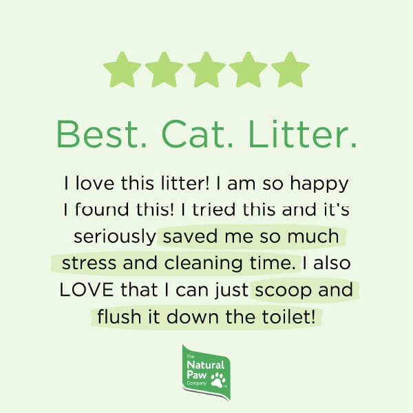 Best Cat Litter